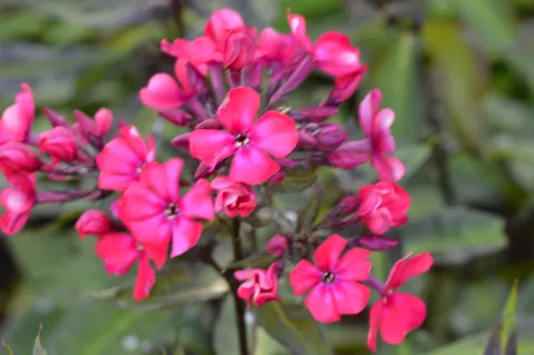Phlox (P) 'Starfire'