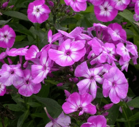 Phlox (P) 'Uspech'