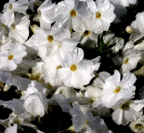 Phlox (D) 'White Admiral'