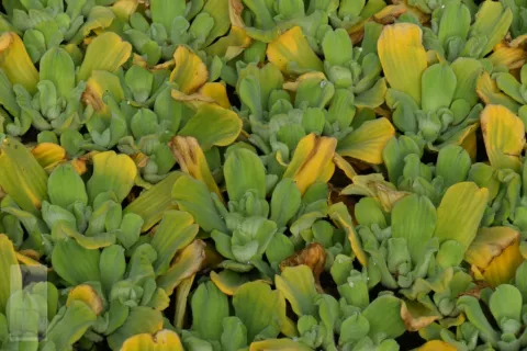 Pistia stratiotes