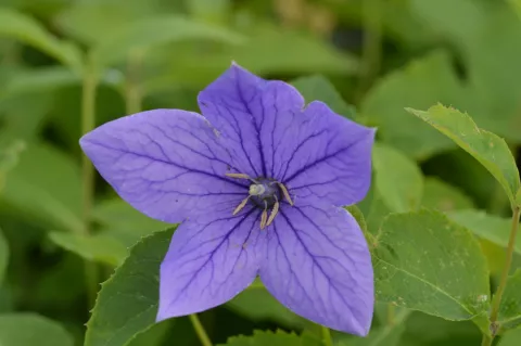 Platycodon grand. 'Mariesii'