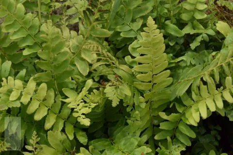Polystichum acrostichoides