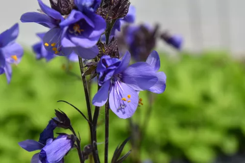 Polemonium yezoense 'Bressingham Purple' ('Polbres