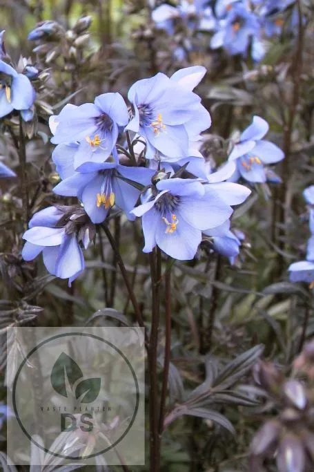 Polemonium yezoense 'Bressingham Purple' ('Polbres