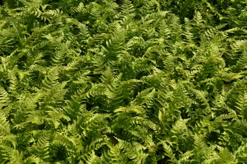 Polystichum braunii