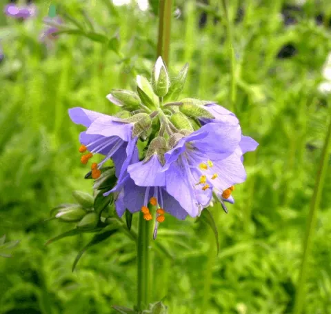 Polemonium caeruleum