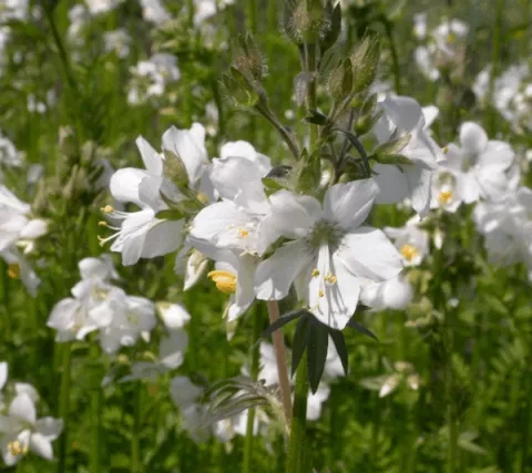 Polemonium caer. 'Album'