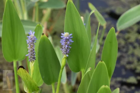 Pontederia cordata