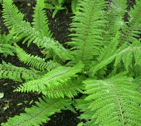 Polystichum set. 'Herrenhausen'