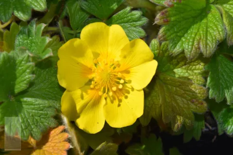 Potentilla megalantha