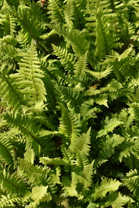 Polystichum munitum