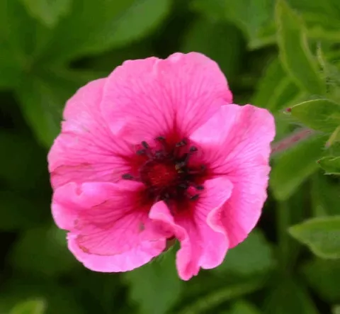 Potentilla nep. 'Miss Willmott'