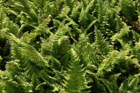 Polystichum set. 'Plumosum Densum'
