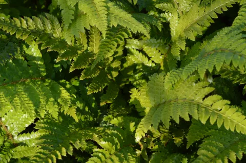 Polystichum polyblepharum