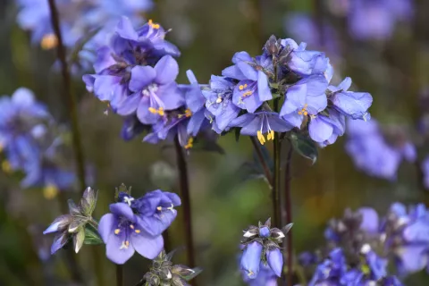 Polemonium 'Purple Rain'