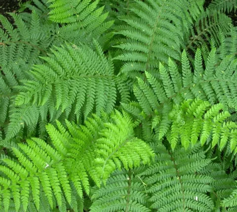 Polystichum set. 'Proliferum'