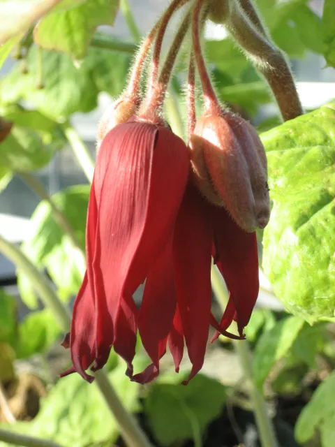 Podophyllum 'Spotty Dotty'
