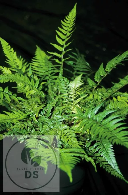 Polystichum tsus-simense