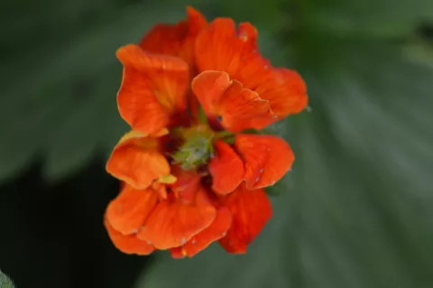 Potentilla 'William Rolisson'