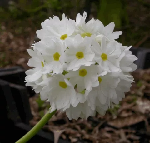 Primula dent. 'Alba'