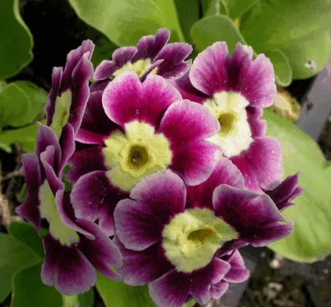 Primula auricula (pubescens)