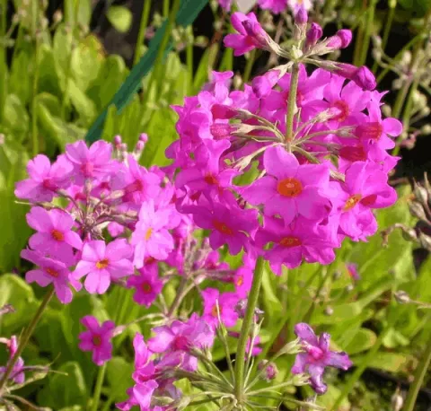 Primula beesiana
