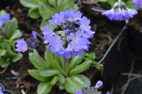Primula denticulata