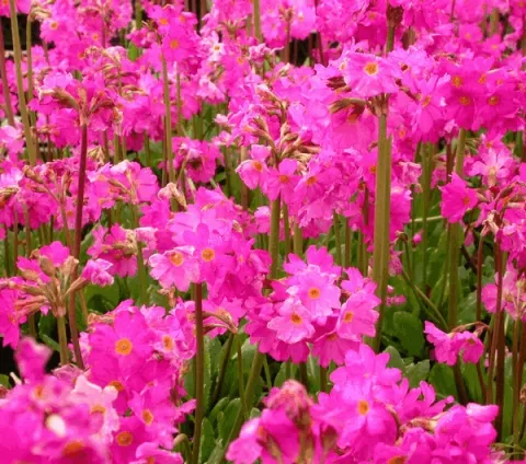 Primula rosea 'Grandiflora'