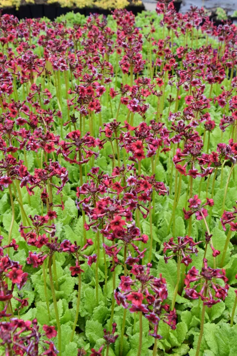 Primula japonica 'Miller's Crimson'