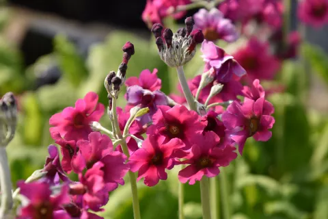 Primula pulverulenta (étage)