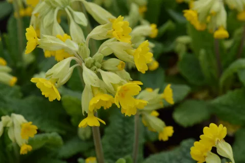 Primula veris