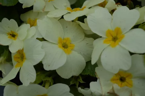 Primula vulgaris
