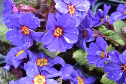Primula (J) 'Wanda'