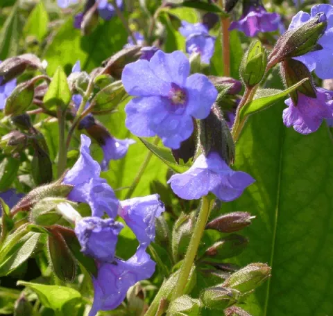Pulmonaria 'Blue Ensign'