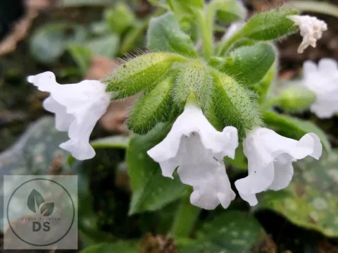 Pulmonaria 'Ice Ballet'