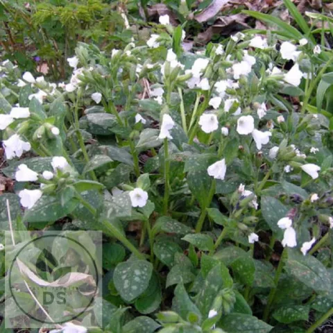 Pulmonaria 'Ice Ballet'