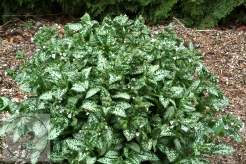 Pulmonaria 'Moonshine'