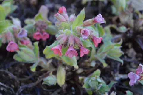 Pulmonaria rubra