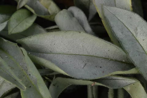 Pulmonaria 'Samourai'