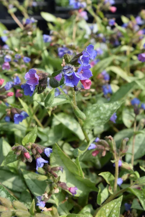 Pulmonaria 'Samourai'