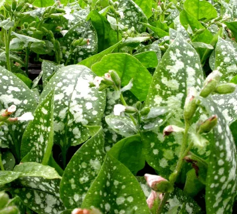 Pulmonaria off. 'Sissingh. White'