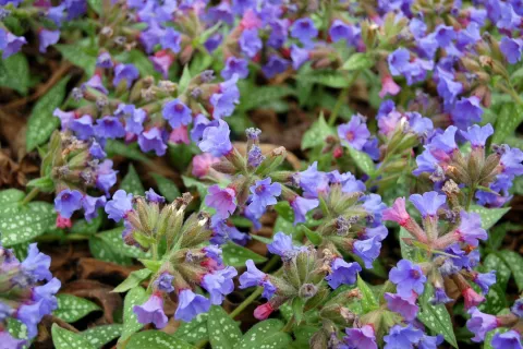 Pulmonaria 'Trevi Fountain'