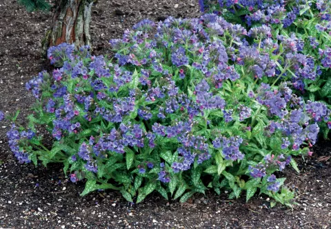 Pulmonaria 'Trevi Fountain'