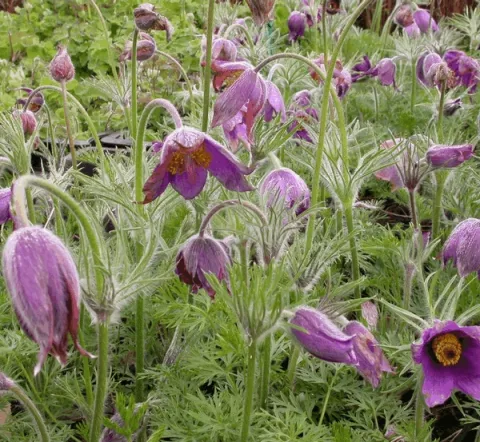Pulsatilla vulgaris