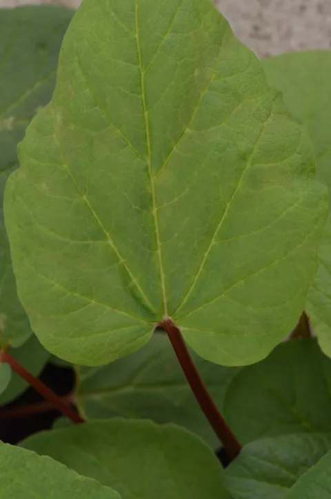 Rheum palmatum var. tanguticum