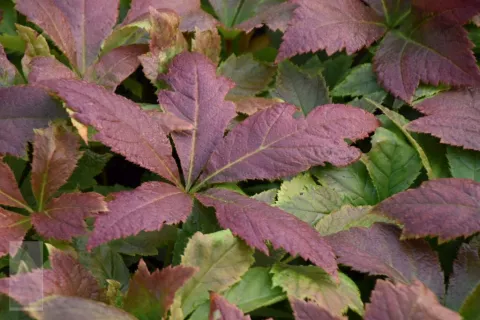 Rodgersia podophylla 'Braunlaub'