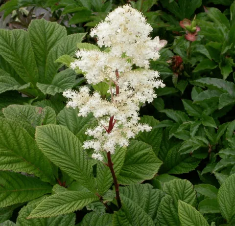 Rodgersia henrici