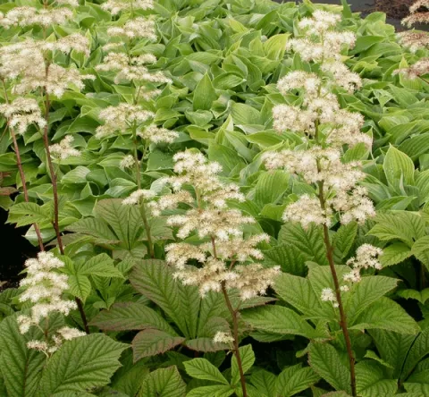 Rodgersia pinnata