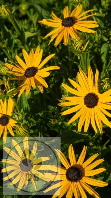 Rudbeckia fulg. 'City Garden'