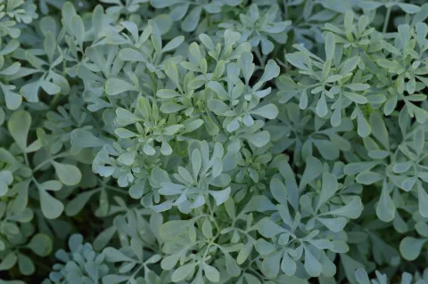 Ruta graveolens (wijnruit)